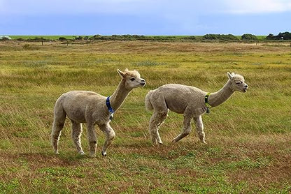 Goat Collars With Bell, 3 Pack Adjustable Nylon Collar Set For Sheep, Cow, Horse, Anti-Lost Bronze Bell Accessories For Small Farm Animal Pets
