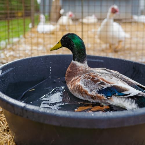 Red Barn 2 Gallon Rubber Feed Pan – Heavy Duty Flexible Livestock Feed Bowl for Goats, Chickens & Dogs – Durable Crack & Freeze Resistant Rubber Tub - size: 2 Gallon