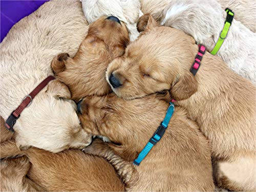 PARTNER Puppy ID Collars Identification Whelping Super Soft Nylon Adjustable Breakaway New Born Pets with Record Keeping Charts 8pcs