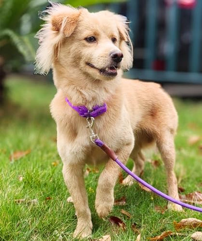Small Dog Leash 1/4" by 6/8/10FT Lightweight Strong Rope Leash - color: purple, size: 1/4" x 8'