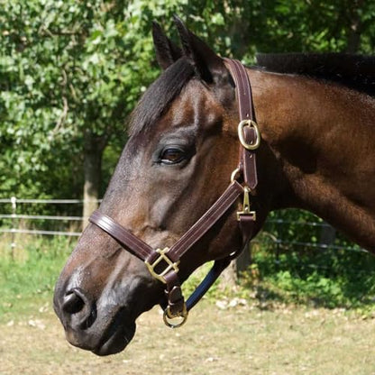 Country Pride Fairfield Triple Stitched Leather Halter - size: Large Hose