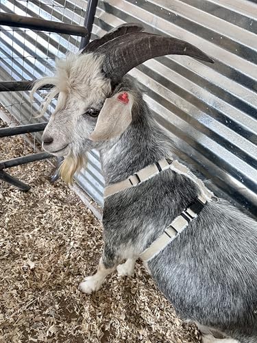 Asatre Goat Harness - Adjustable Soft Padded Livestock Harness - Large - size: Large