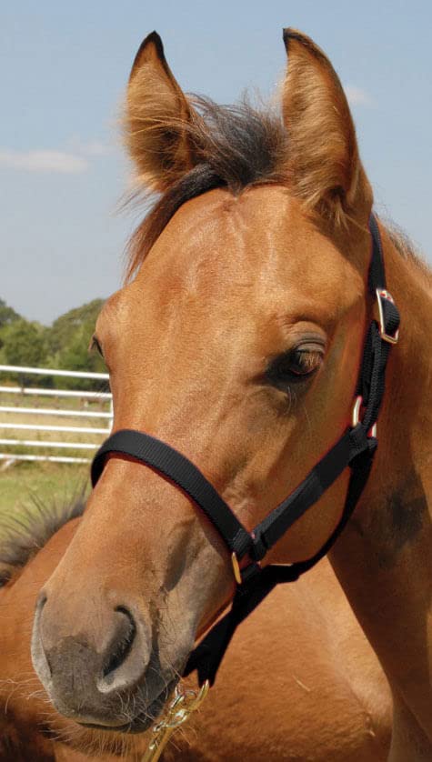 Jeffers Equine Nylon Pony Halter – Heavy Duty 2 Ply Adjustable Design with 3/4" Webbing & Cast Hardware, Secure Fit for Stable Tack, Training, & Barn Use, Pairs with Blanket - color: Black, size: Pony - Up to 300 lbs