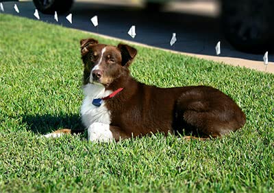 Extreme Dog Fence 16 Gauge Wire 500 Ft | Complete DIY In-Ground System, Includes Transmitter, Collar, Wire & Flags, Waterproof Adjustable Collar
