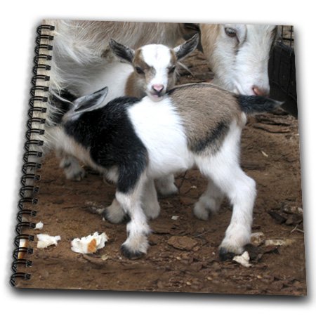 Memory Book 12 x 12 inch - Pygmy goat family Farm Animals