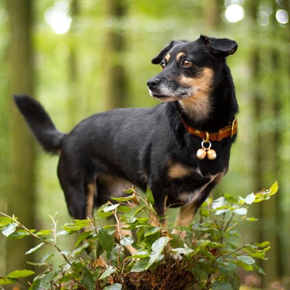 Beau's Bells 2 Extra Loud Cat & Dog Bells | Pet Tracker | Save Birds & Wildlife | Luxury Handmade Copper (Medium) - size: Medium