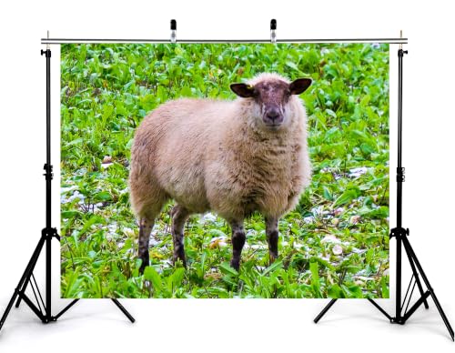 17x10ft Fabric Fluffy Wool Sheep Backdrop Brown Faced Ewe Fresh Green Farm Field Photography Background Tapestry Party Farm Decorations Photo Booth Props - size: 17x10ft