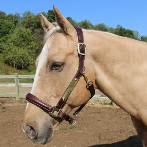 All Sides Padded Curved Design Horse Leather Halter with Brass Name Plate - color: Black, size: Oversize/Warmblood