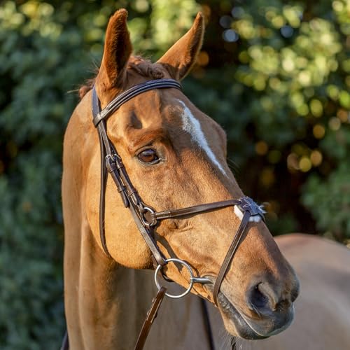 Equinavia Saga Adjustable Padded Fancy Stitched Figure 8 Bridle with Reins - size: Horse