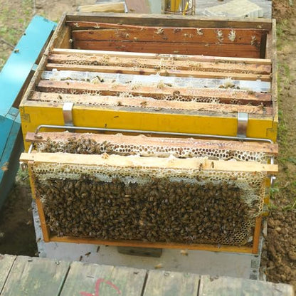 witbee 2Pcs Bee Hive Frame Holder, Stainless Steel Frame Grip Tool Beehive Frame Perch for Honey Harvesting and Inspection Beekeeping - size: 2pcs