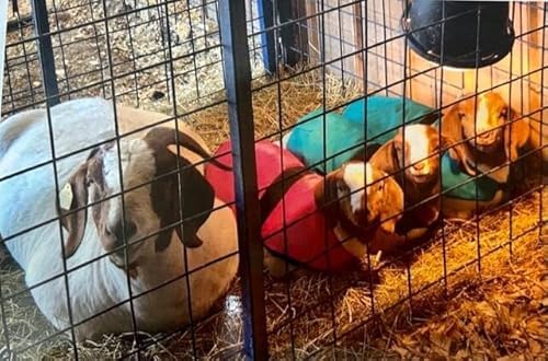 Insulated Kid Coats for Newborn Goats 12"- Purple
