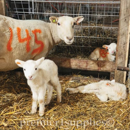 Sprayline Marking Paint for Sheep & Livestock (400mL - Orange) - style: 400mL - Orange