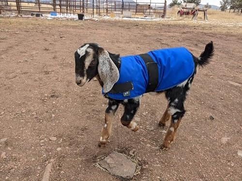 Insulated Coats for Newborn Goats 12"- Turquoise