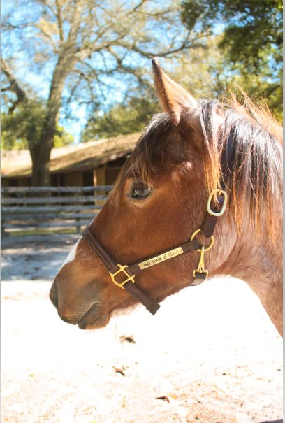 Turnout Leather Halter for Horses with Customized Engraved Name Plate | Brown Leather with Solid Brass Hardware | Fixed Chin, Double Buckle Crown - size: Spring Yearling/Medium Pony