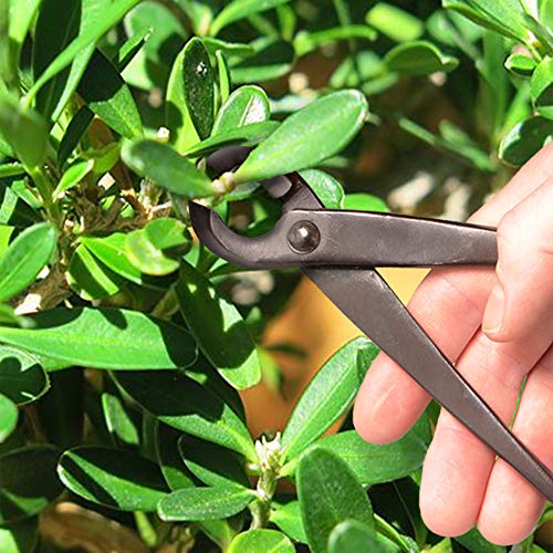 BambooMN Bonsai Basics Set - 8" Concave Cutter, 7" Heavy Duty Shear - 3 Sets - color: Concave Cutter & Heavy Duty Shear Set, size: 3