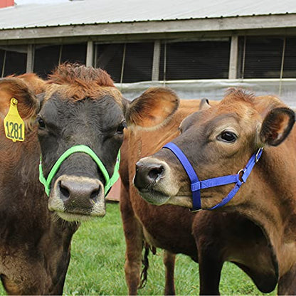 Derby Originals Adjustable Nylon Livestock Cattle Halters - color: Royal Blue, size: Medium (500-800lbs)