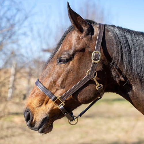Jeffers Versailles Triple Stitched Leather Horse Halter with Double Buckle Crown & Throat Snap, Adjustable Premium Leather - size: Cob