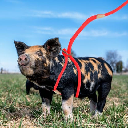Mini Pig Harness & Leash, Adjustable 8 Feet Long Rope for Small to Medium Pet Pigs - color: Red