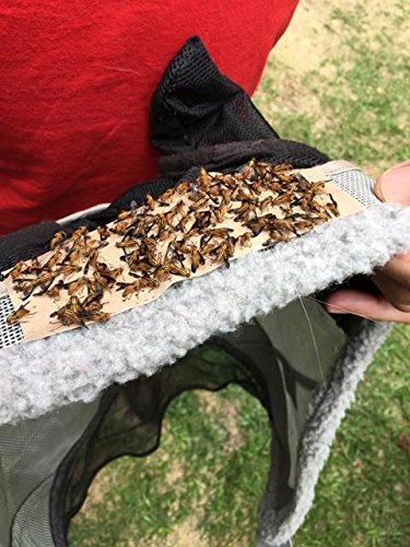 12 Trednot Horsefly Patches/Sticky Horse Fly Traps