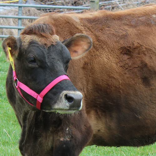 Derby Originals Adjustable Nylon Livestock Cattle Halters - color: Pink, size: Medium (500-800lbs)