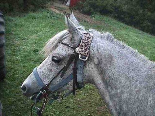 12 Trednot Horsefly Patches/Sticky Horse Fly Traps
