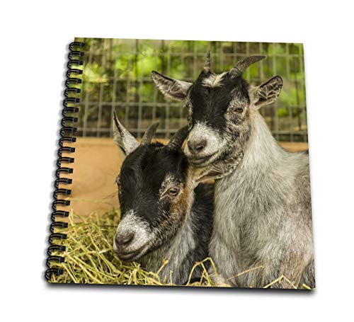 Drawing Book 8 x 8 inch - Two young African Pygmy goat kids snuggled together. Animals - size: Drawing Book 8 x 8 inch