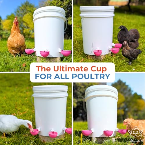 Lil'Clucker - Large Automatic Chicken Waterer Cups Suitable for Ducks, Geese, Turkeys, and Bunny Rabbit - Water Feeder Kit - Poultry Waterer (Pink, 12 Pack) - color: Pink, size: 12 Pack