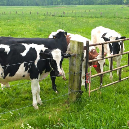 MorningRo 2 Pack 18 Inch Farm Gate Latch Farm Anchor Cane Bolt Livestock Fence Drop Rod Stop Tube Gate Stop for Farms Pastures