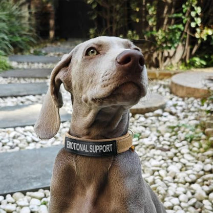 EXCELLENT ELITE SPANKER Military Nylon Small Puppy Dog Collar with Padded | Tactical Adjustable Pet Collar Heavy Duty Quick-Release & Lightweight No-Choke for Small Medium Breeds with Patches - color: Black, size: S-(13.4"-17.7")