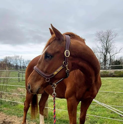 Leaders Padded Curved Leather Halter with Customized Engraved Name Plate Ergonomic Leather Halter for Horses - size: Horse Size Brown/White Stitch