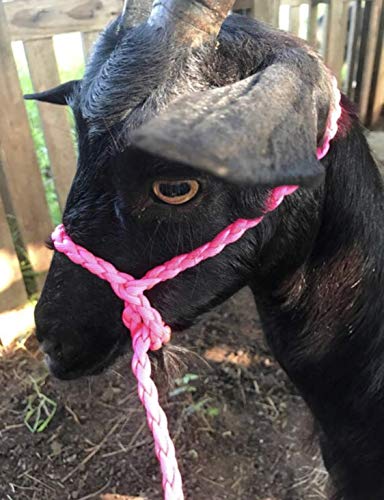 adustable goat halter and lead silver grey sheep halter small livestock halter