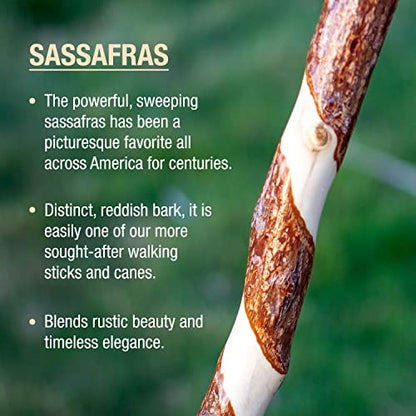 Brazos Wooden Walking Canes for Men and Women, Stable Walking Sticks for Seniors, Made in The USA - size: 37 Inch, style: Traditional Sassafras