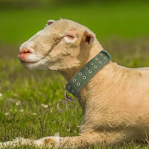 DOITOOL Adjustable Canvas Cow Collar Calf Neck Strap with Buckle 3 Pack Livestock Collar for Farm Animals Sheep Horse