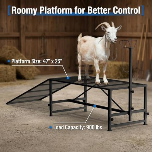 Goat Milking Stand, 900 lb Heavy Duty Iron Goat Stand with Collapsible Ramp and Height Adjustable 47"x23" Platform for Farm Barn Grooming and Daily Livestock Care