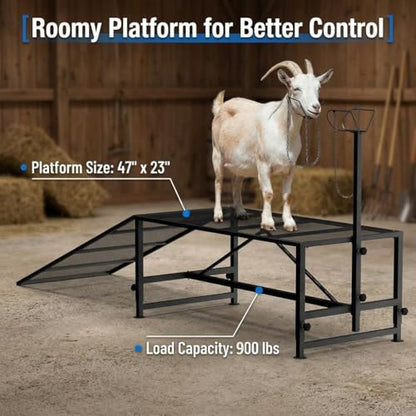Goat Milking Stand, 900 lb Heavy Duty Iron Goat Stand with Collapsible Ramp and Height Adjustable 47"x23" Platform for Farm Barn Grooming and Daily Livestock Care