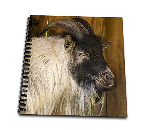 Drawing Book 8 x 8 inch - African Pygmy goat portrait. Animals - size: Drawing Book 8 x 8 inch