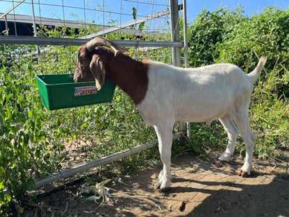 Large Feed Trough and Goat Feeder - 2 Pack Hanging Feeder with Clips, Waterer Bucket, Fence Feed Trough, Goat Supplies, 10 Quart - color: Greener