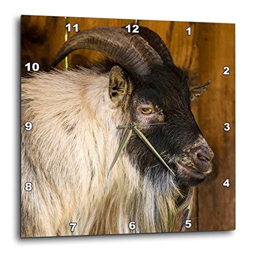 3dRose African Pygmy Goat Portrait. 10x10 Wall Clock