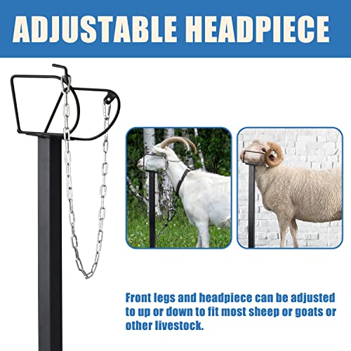 Goat Milking Stand 600Lbs Goat Stand Sheep Stand for Trimming Metal Livestock Stand with Adjustable Headpiece Goat Shearing Livestock Stand Height Adjustable, Black - color: Black