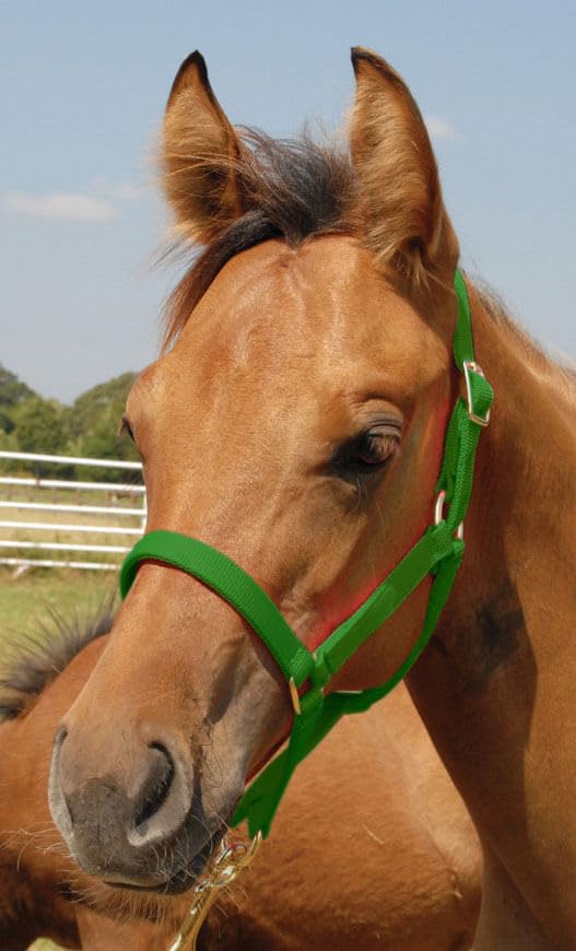 Jeffers Equine Nylon Pony Halter – Heavy Duty 2 Ply Adjustable Design with 3/4" Webbing & Cast Hardware, Secure Fit for Stable Tack, Training, & Barn Use, Pairs with Blanket - color: Green, size: Pony - Up to 300 lbs