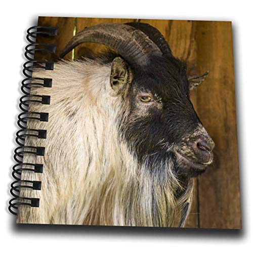 Mini Notepad 4 x 4 inch - African Pygmy goat portrait. Animals - size: Mini Notepad 4 x 4 inch