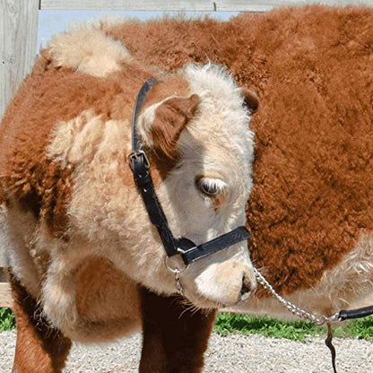 Derby Originals Premium Fancy Stitch Flat Leather Cattle Show Halter – Adjustable Fit with 48" Lead and 14" Chain, Small/Medium/Large – 1-Year Warranty - color: Havana, size: Small (350-700lbs)