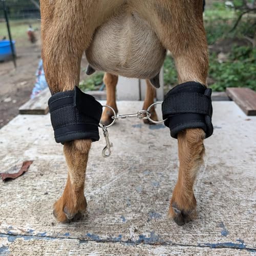 QMARK Goat Milking Hobbles Binding Straps, 2 Pack, Black