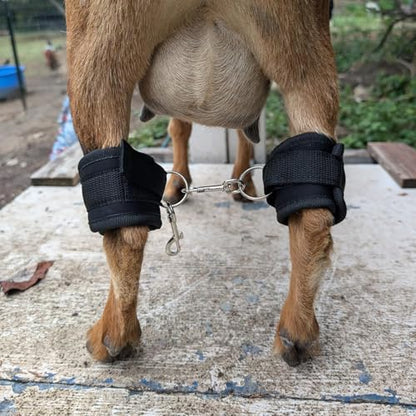 QMARK Goat Milking Hobbles Binding Straps, 2 Pack, Black