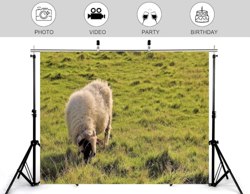 4x4ft Fabric Fluffy Wool Sheep Backdrop Rolling Green Grassland Pasture Farm Wildlife Photography Background Tapestry Country Farm Animal Decorations Banner Photo Booth Props - size: 4x4ft