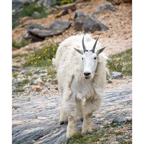CafePress Mountain Goat Throw Blanket Super Soft Fleece Plush Throw Blanket, 60"x50"