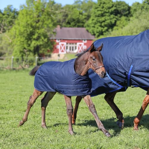 STORM SHIELD Euro Fit Bellyband Foal Horse Turnout Blankets | Mini Horse Blanket | Turnout Blankets for Horses Waterproof | Foal Blanket | Winter Horse Blankets - size: 30 - 36