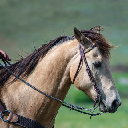 Cashel Rawhide Browband Headstall Double Trim