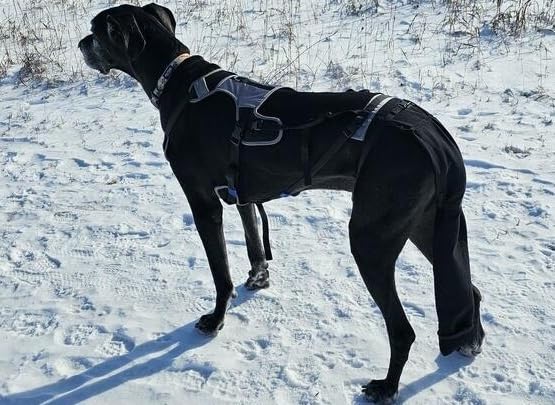 Tail Guard & Harness Set - Veterinary Dog Tail Protector & Injury Wrap, Size 3XL - size: 3XL
