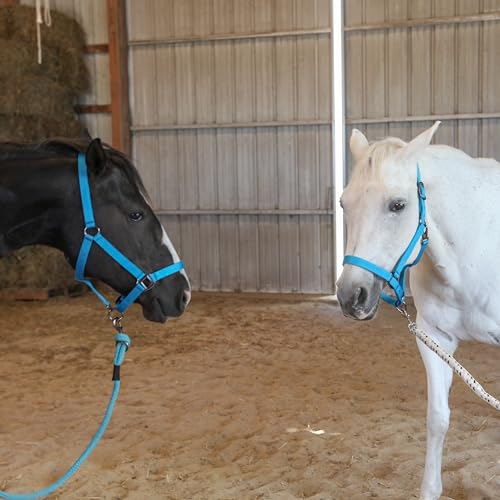 Majestic Ally Pack of 2 Adjustable Halter for Horses–Adjustable Chin and Crown– Sewn-in Throat Snap Hook- Heavy Duty Rose Gold or Black Nickel Finish Hardware–Full - color: Hunter Green